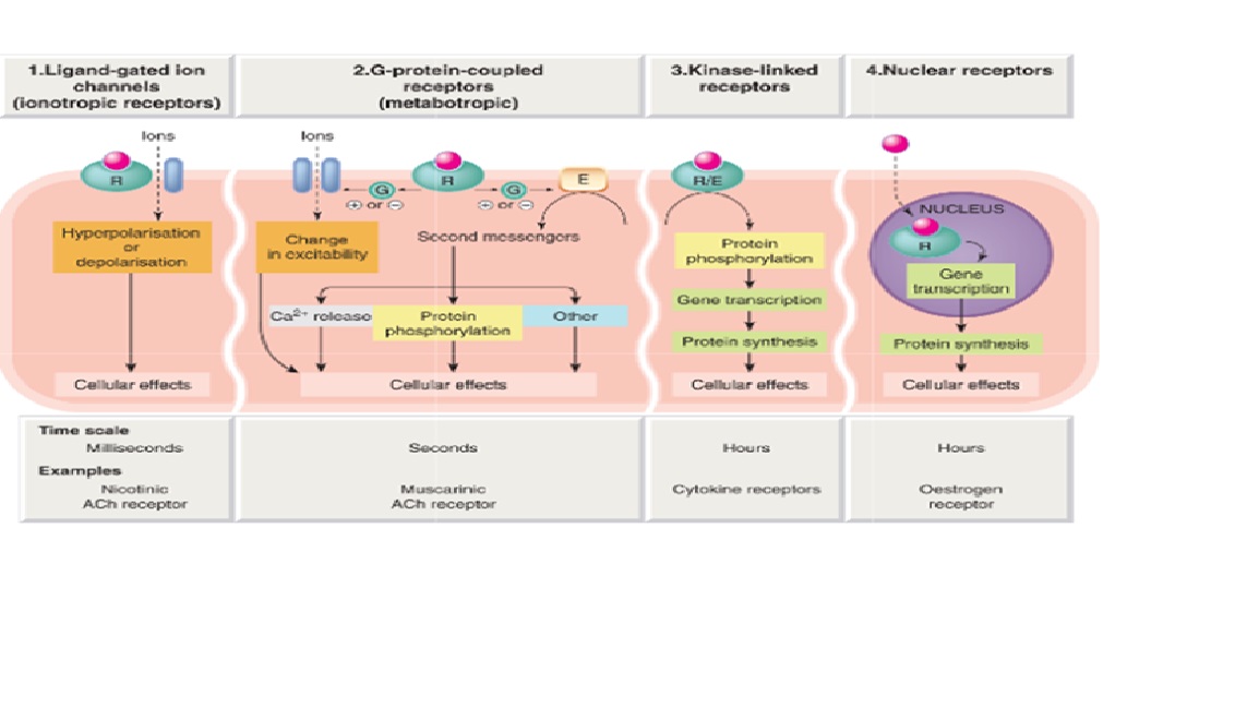 This figure describes the mechanism of drug action throgh various receptors. It is showing the ion linked receptors, G protein coupled rsceeptors, Kinase linked receptor and nuclear receptors.
